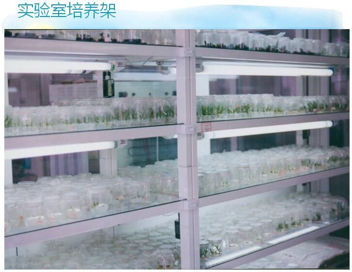 培養(yǎng)架